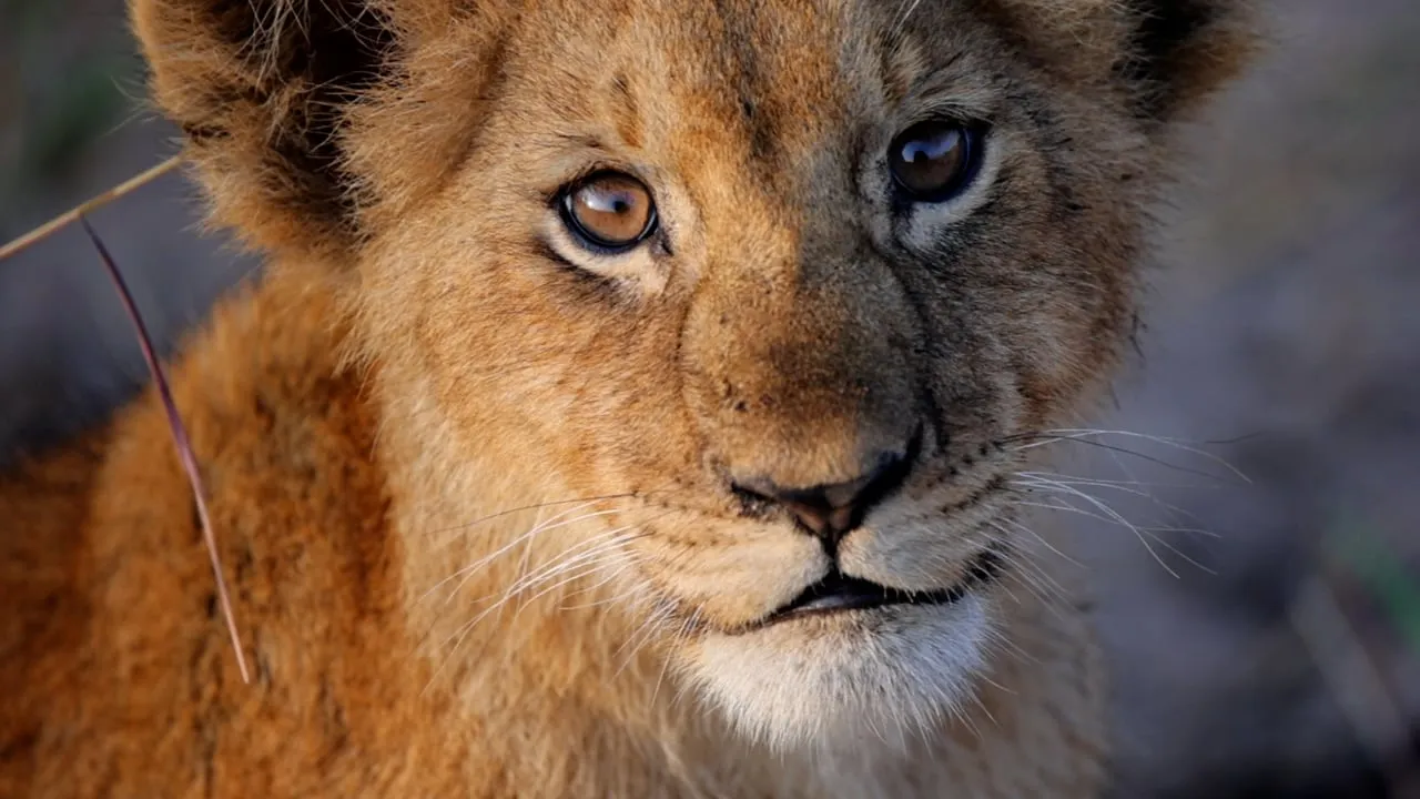 Personal Kenya Safari — commercial edited by Ryan Lewis